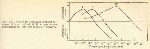 endocrine system26.jpg